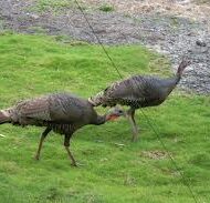Giving thanks to seven wild turkeys