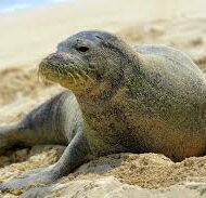 It’s true — I met an illio-holo-i-ka uaua at the beach