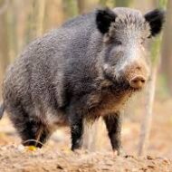 The Pigs are coming!