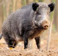 The Pigs are coming!
