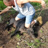 Thwarting the pigs