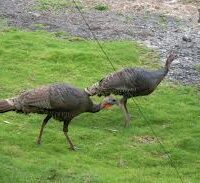 Giving thanks to seven wild turkeys